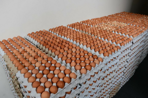 ซีพีเอฟ ขานรับนโยบายรัฐเร่งแก้ราคาไข่ตกต่ำ
